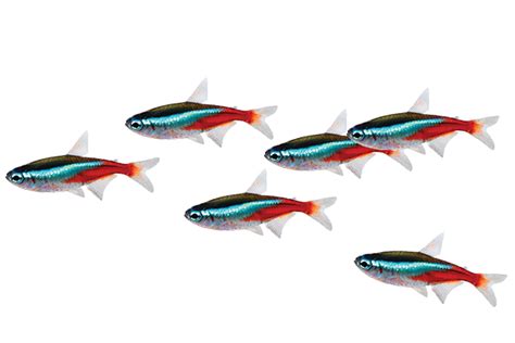 transparent fish species.